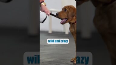 An Ounce Of Prevention... (Puppy Training Tips)