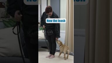 Are You Using Your Leash Correctly?