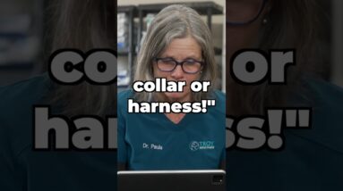 Do Dog Collars Cause Tracheal Collapse?