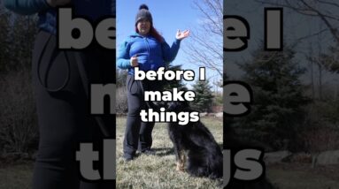 Do THIS Before You Start Leash Walking Training!