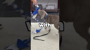 Do THIS With Your Dog BEFORE Bed!