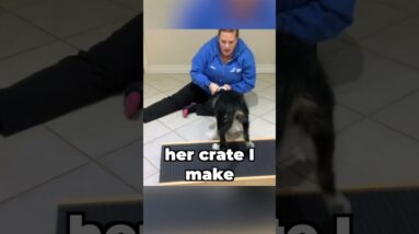 Do You Have Puppy Crate Guilt?