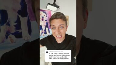 Dog is too busy sniffing to listen ￼