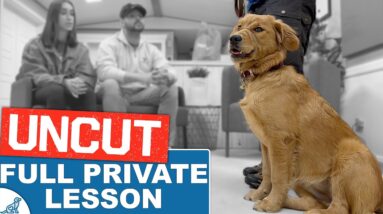 Dog Training SOS: Aggressive Dog Or Leadership Issue?