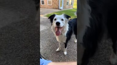 UPDATE!  #dogtrainer #dogtraining #update #bordercollie #travel #dogs #zakgeorge #askmeanything