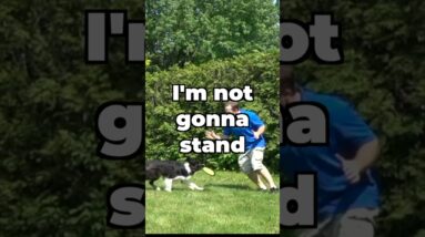 Fix Your Dog's Fetch (Using Motion)