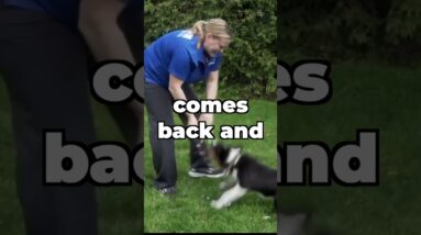 Fix Your Dog's Fetch (Using Motivation)