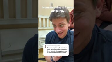 House training and potty training a 9 week old puppy ￼