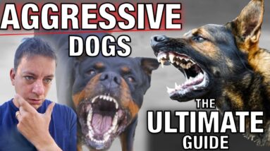 How To Stop Dog Aggression for Everyday People: The Ultimate Guide