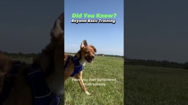 Did you know? Beyond basic training! #dogtraining #dogtrainer #puppytraining