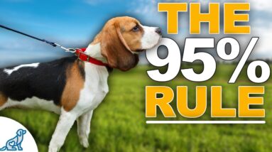 MOST Dogs Will FAIL This Test On Their First Try...