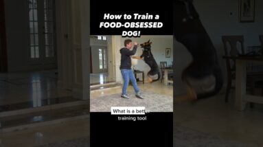 How to Train a FOOD-OBSESSED Dog! When food is too distracting.. #dogtrainer #dogtraining #puppy