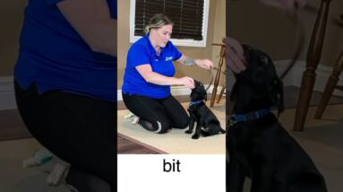 Puppy House-Line Training