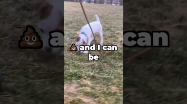 Puppy Potty Training Leadership Tip