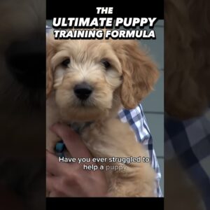 The Ultimate Puppy Training Formula in Less Than 30 Seconds!! #dogtraining #puppytraining #dogs