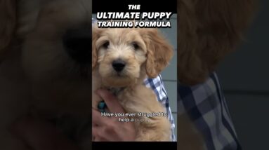 The Ultimate Puppy Training Formula in Less Than 30 Seconds!! #dogtraining #puppytraining #dogs