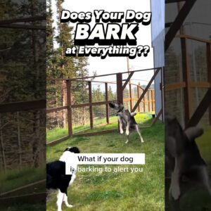 How to Stop Your Dog from Barking at EVERY. SINGLE. THING. #dogtraining #dogtrainer #puppytraining