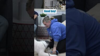 SIMPLE Puppy Training Leadership Game