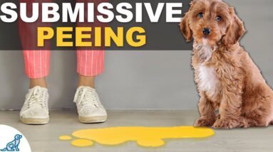 STOP Your Dog From Peeing When Greeting People