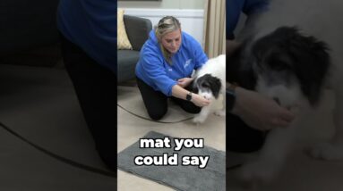 Teach Your Dog To "Go To Bed"