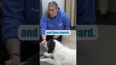 Teaching Your Dog To "Lie Down" On Command