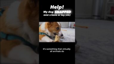 Help! My dog SNAPPED over a bone (or toy, or food, or…) #dogtraining #dogtrainer #resourceguarding
