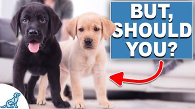 10 Things A Dog Trainer Would NEVER Do ...