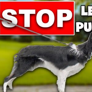 3 Reasons Your Dog STILL Pulls On Leash!
