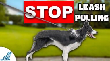 3 Reasons Your Dog STILL Pulls On Leash!