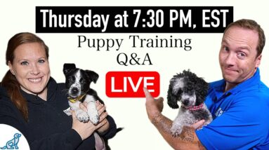 7 Things That New Puppy Owners NEED To Know