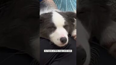 Do THIS With Your Puppy Before Bedtime!