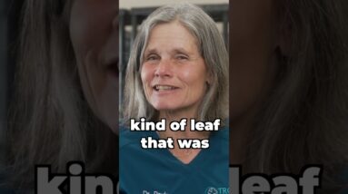 Does Eating Grass Cause Diarrhea In Puppies?