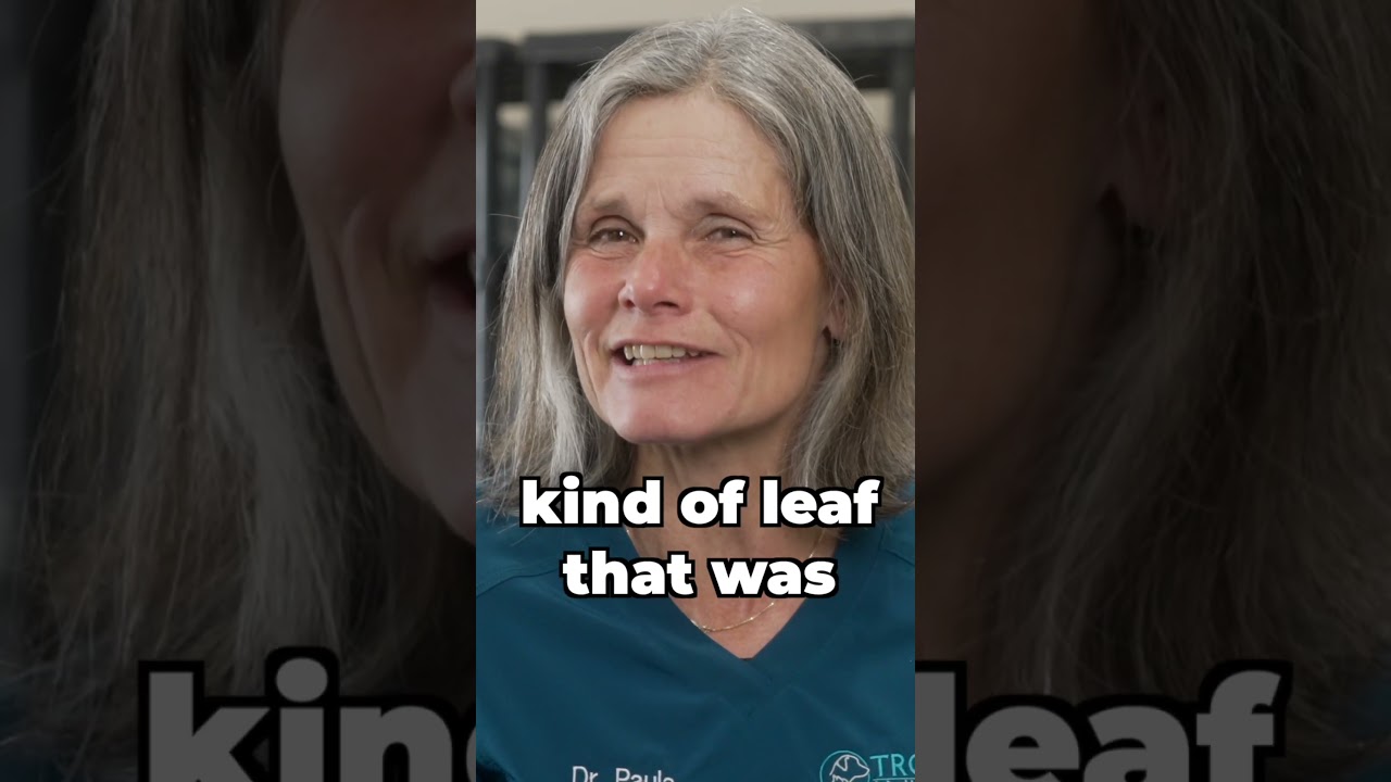 Does Eating Grass Cause Diarrhea In Puppies? Best Dog Training Methods