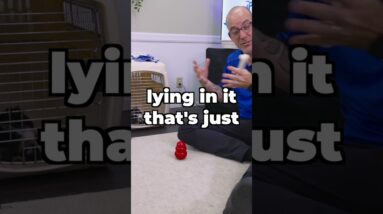 Don't Put THIS In Your Puppy's Crate