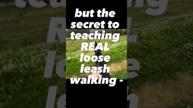 I don’t know if you’re ready for this. #looseleash #leashtraining #dogtraining #dogtrainer #puppy