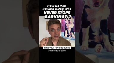 How Do You Reward a Dog Who NEVER STOPS BARKING?!? #dogtraining #dogtrainer #barking #puppytraining