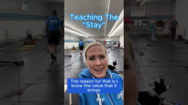 Here's Why You Should Teach Your Dog To "Stay"