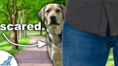 How To Help Your Fearful Dog Meet New People
