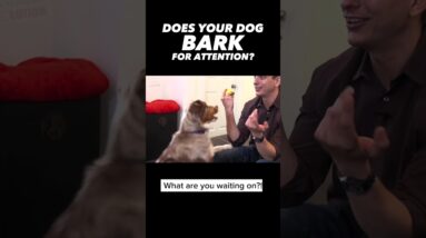 Barking for Attention! How to make it stop! #dogtrainer #dogtraining #barking #dogtraining101 #dogs