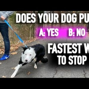 How to Stop Pulling: Don’t Fall for the Leash Training Lie