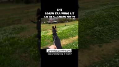 The Leash Training Lie: Are We All Falling For It? #dogtraining #dogtrainer #leashtraining #dogs