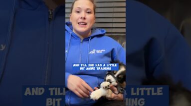 Puppy Training With Another Dog