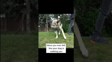 I’m just gonna say it. We’re looking at leash pulling all wrong #dogtraining #dogtrainer #puppy #dog