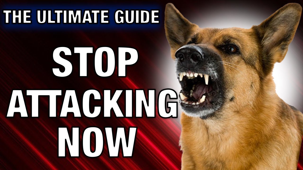 How to Stop Possession Aggression! The Ultimate Guide to Dog Resource Guarding Best Dog