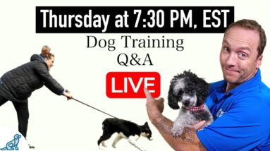 The 9 Dog Training Mistakes You NEED To Avoid!