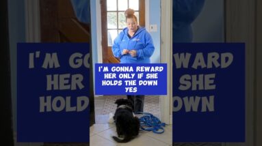 Try This Puppy Training Leadership Exercise