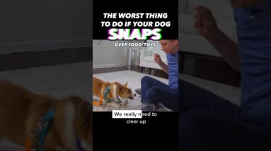 The Worst Thing To Do if Your Dog Snaps #dogtraining #dogtrainer #resourceguarding #aggressive #dogs