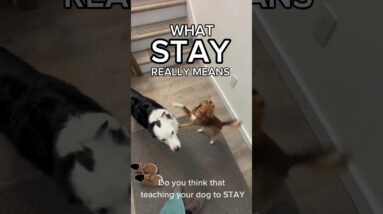 What STAY Really Means. #dogtraining #dogtrainer #dogtraining101 #puppytraining #obediencetraining