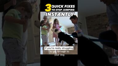 3 Quick Fixes to Stop Jumping Instantly! #dogtraining #dogtrainer #dogtraining101 #puppytraining