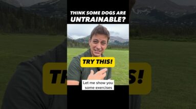 Think Some Dogs Are Untrainable? Try This! 🤯 #dogtraining #dogtrainer #zakgeorge #dogtraining101